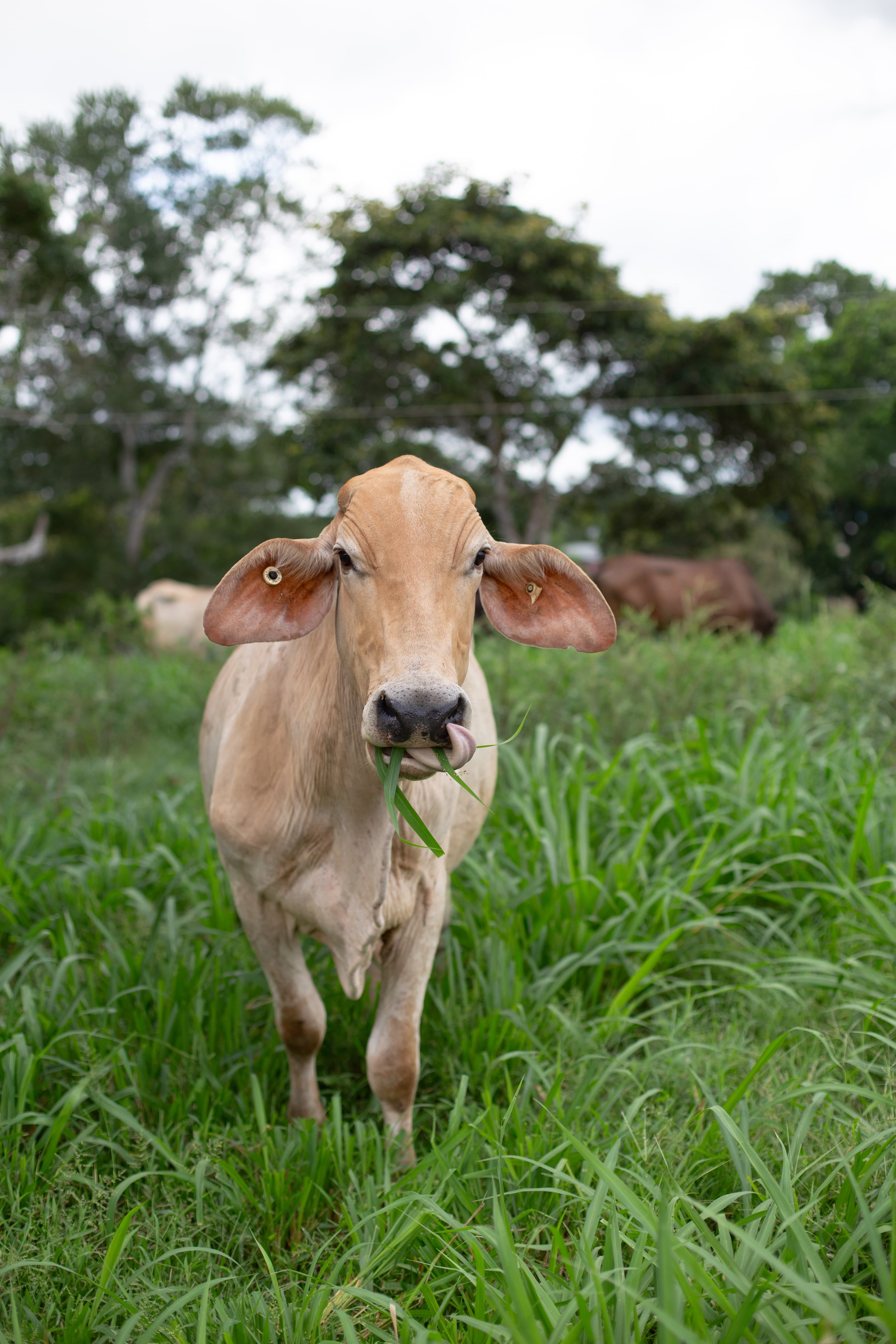 Bovine Mystique